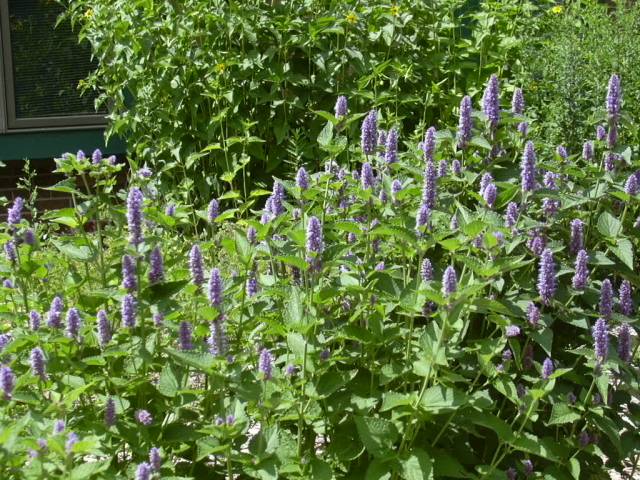 تصاویر گل مکزیکی Agastache foeniculum 7